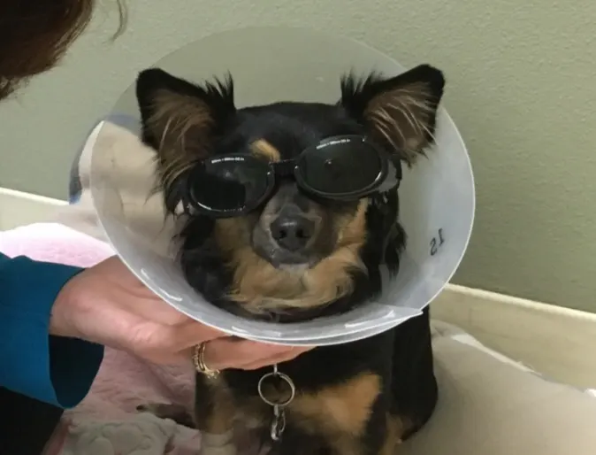 Small dog wearing a cone around its neck after receiving laser-therapy treatment